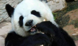 熊猫的视频,熊猫视频里的温馨日常